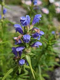 Attēlu rezultāti vaicājumam “Dracocephalum ruyschiana flower”