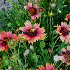 Image result for Gaillardia pulchella