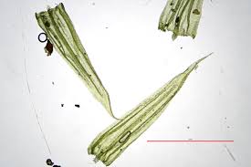 Attēlu rezultāti vaicājumam “Homalothecium sericeum”