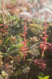 Attēlu rezultāti vaicājumam “Sedum acre leaf”