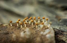 Attēlu rezultāti vaicājumam “Physarum melleum”