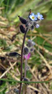 Attēlu rezultāti vaicājumam “Myosotis ramosissima flower”
