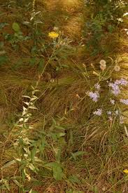 Attēlu rezultāti vaicājumam “Hieracium umbellatum bud”