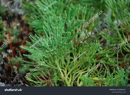 Attēlu rezultāti vaicājumam “Diphasium complanatum”