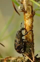 Attēlu rezultāti vaicājumam “Hylobius abietis”