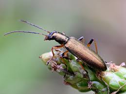 Attēlu rezultāti vaicājumam “Chrysanthia geniculata”