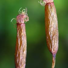 Attēlu rezultāti vaicājumam “Barbula”