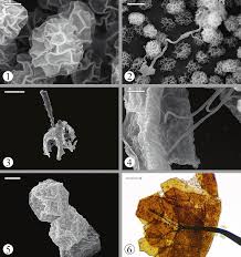 Attēlu rezultāti vaicājumam “Amaurochaete fusiformis spores”