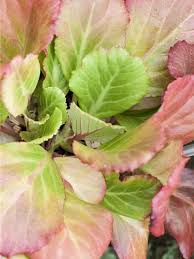 Image result for Bergenie