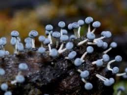 Attēlu rezultāti vaicājumam “Didymium clavus macro”