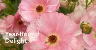 Attēlu rezultāti vaicājumam “Ranunculus elatior flower”