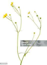 Attēlu rezultāti vaicājumam “Tragopogon heterospermus flower”