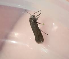 Attēlu rezultāti vaicājumam “Incurvariidae”