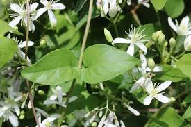 Attēlu rezultāti vaicājumam “Clematis leaf”