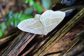 Attēlu rezultāti vaicājumam “Hylaea fasciaria”