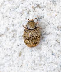 Attēlu rezultāti vaicājumam “Anthrenus sp.”