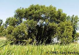 Attēlu rezultāti vaicājumam “Salix x fragilis”