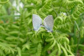 Attēlu rezultāti vaicājumam “Cupido minimus underside”
