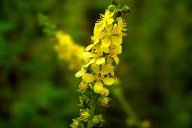 Attēlu rezultāti vaicājumam “Agrimonia pilosa flower”