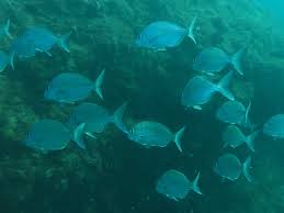 Image result for Rhabdosargus holubi