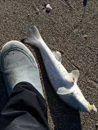 Image result for Menticirrhus americanus