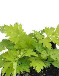 Image result for Tanacetum parthenium