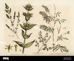 Attēlu rezultāti vaicājumam “Galium album leaf”