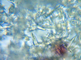 Attēlu rezultāti vaicājumam “Fuligo cinerea macro”