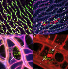 Attēlu rezultāti vaicājumam “Sphagnum angustifolium sporophyte”