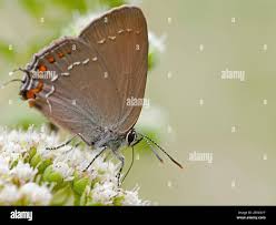 Attēlu rezultāti vaicājumam “Satyrium ilicis underside”