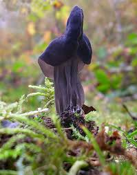 Attēlu rezultāti vaicājumam “Helvella lacunosa”