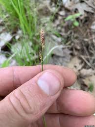 Attēlu rezultāti vaicājumam “Carex caryophyllea fruit”