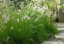 Attēlu rezultāti vaicājumam “Deschampsia flexuosa”