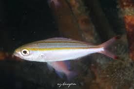 「タカスギ・サブロウタ」の画像検索結果