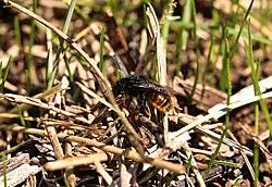 Attēlu rezultāti vaicājumam “Osmia bicolor”
