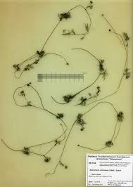 Attēlu rezultāti vaicājumam “Batrachium circinatum”