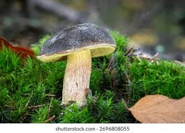 Attēlu rezultāti vaicājumam “Xerocomus pruinatus”