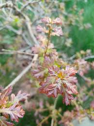 Attēlu rezultāti vaicājumam “Quercus robur female flower”