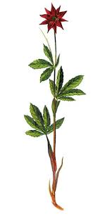 Attēlu rezultāti vaicājumam “Comarum palustre”