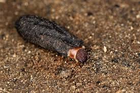 Attēlu rezultāti vaicājumam “Formica rufa pupa”