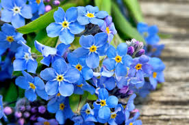 Image result for Myosotis sylvatica