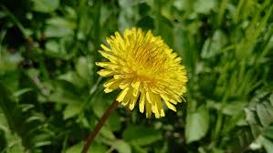 Attēlu rezultāti vaicājumam “Taraxacum officinale aggr.”
