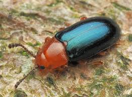 Attēlu rezultāti vaicājumam “Triplax aenea”