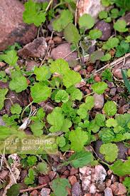 Attēlu rezultāti vaicājumam “Geum urbanum leaf”