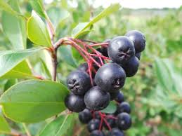 Attēlu rezultāti vaicājumam “Aronia melanocarpa fruit”