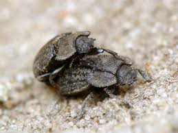 Attēlu rezultāti vaicājumam “Opatrum sabulosum”