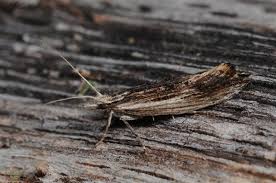 Attēlu rezultāti vaicājumam “Ypsolopha scabrella”