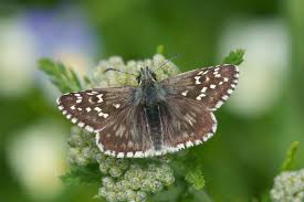 Attēlu rezultāti vaicājumam “Pyrgus serratulae upperside”