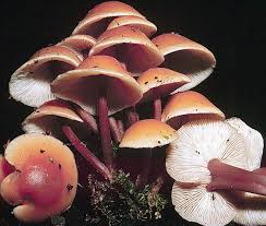 Attēlu rezultāti vaicājumam “Collybia acervata”