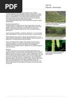 Attēlu rezultāti vaicājumam “Juncus nastanthus”